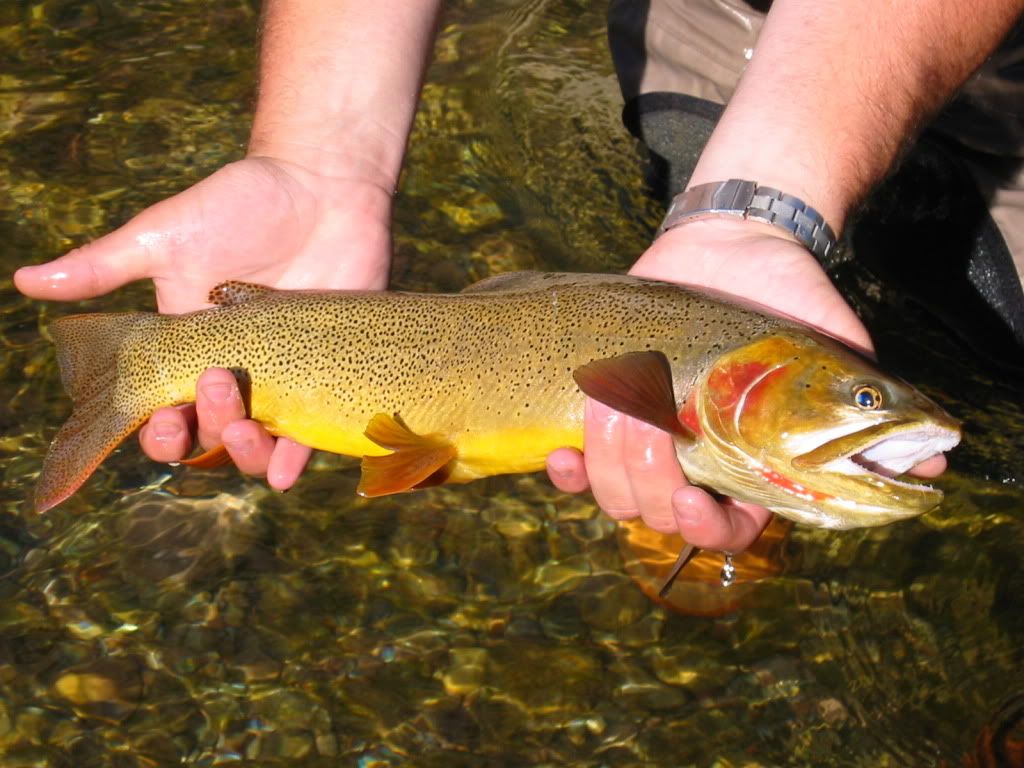 Cutthroat-1.jpg