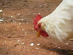 Chicken%20eyeing_zpsiwix3bfe.jpg