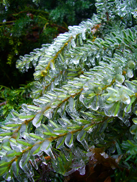Shimmering_Scales_by_FortyTwoBlades.jpg