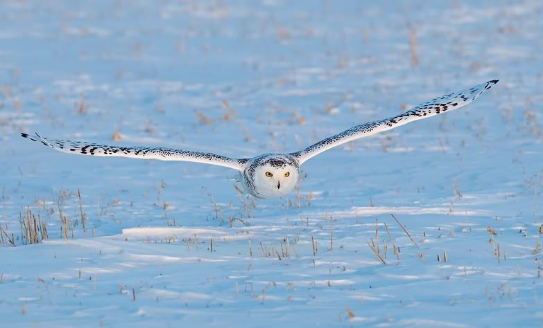 snowy_owl-2604-1.jpg