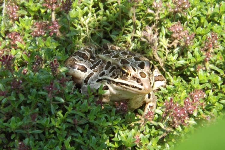 080%20FROG%20SLICK%20750%20MED_zpsdutor8gk.jpg