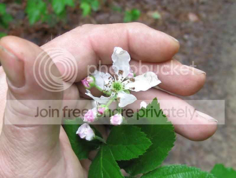 BlackberryBloom.jpg