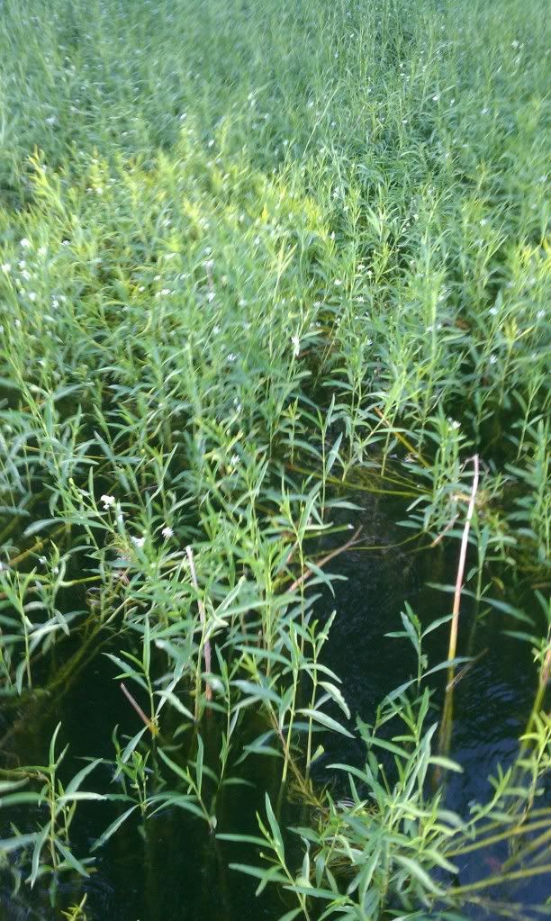 mitchellgrass2.jpg