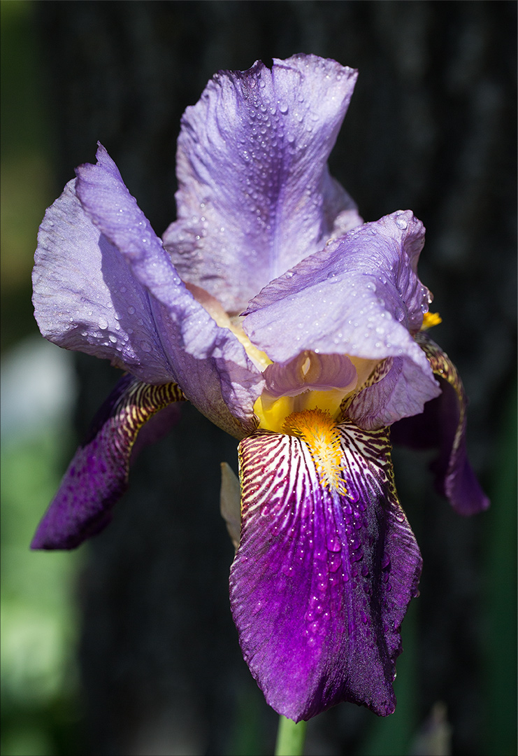 2020flowers-7.jpg