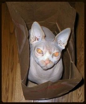 Osiris%20bag_zpsvmncfybp.jpg
