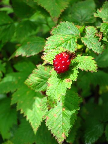IMG_2384.jpg