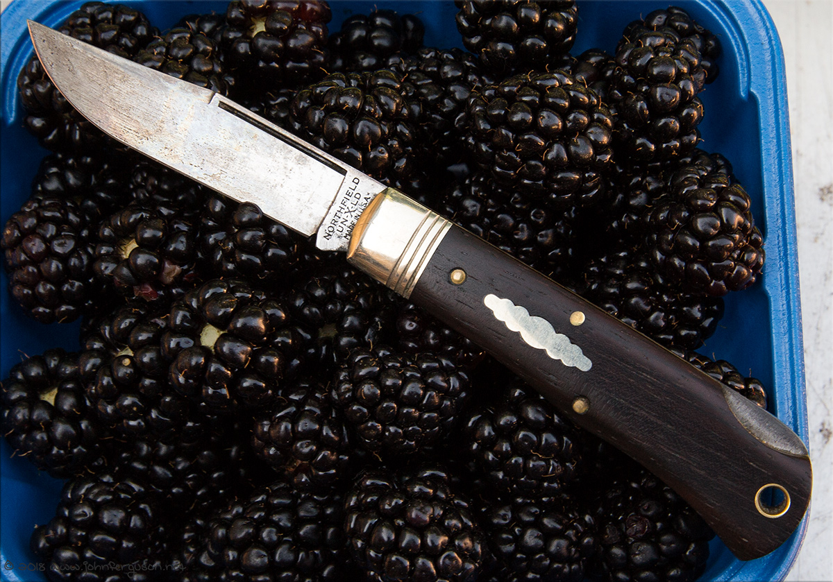 blackberries1.jpg