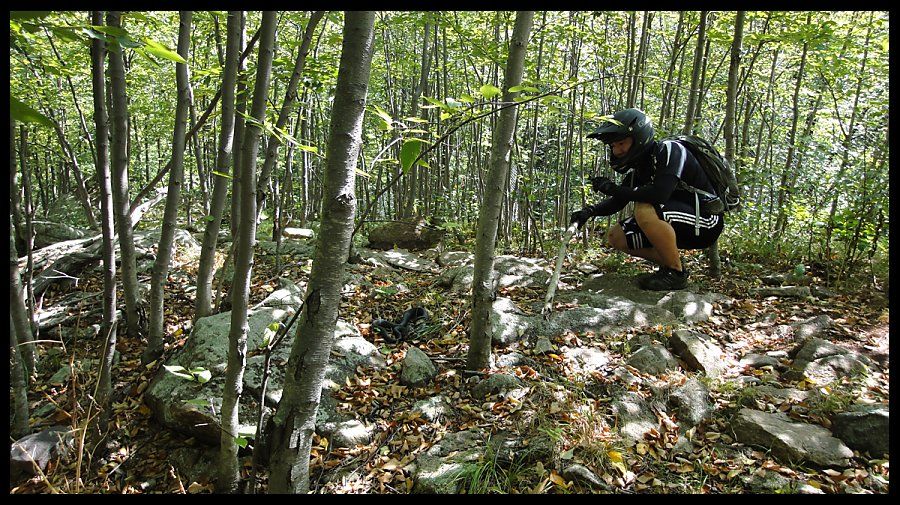 jungle_habitat_snake_02.jpg