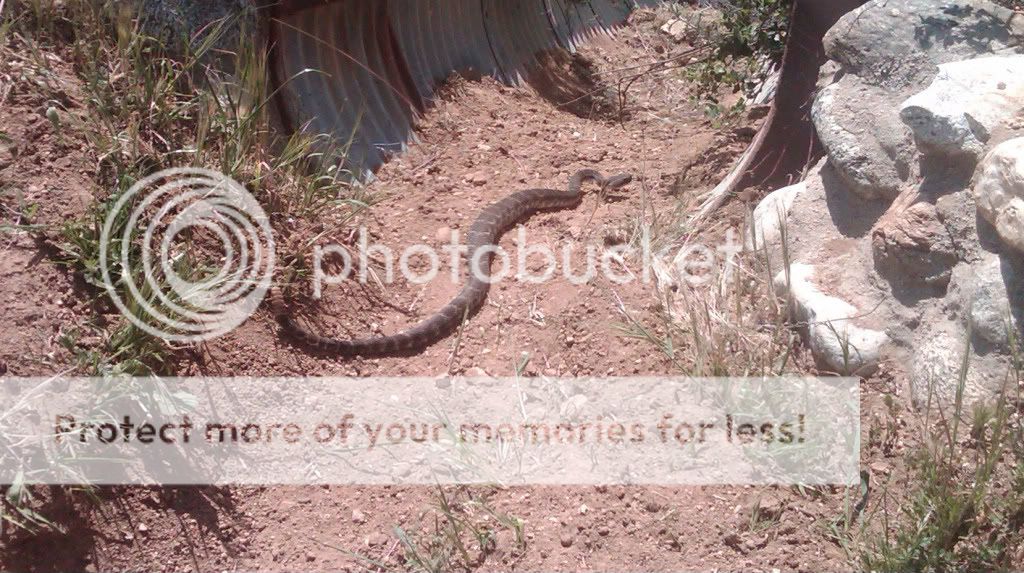 rattlesnake.jpg