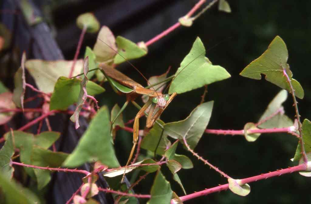 mantisem.jpg
