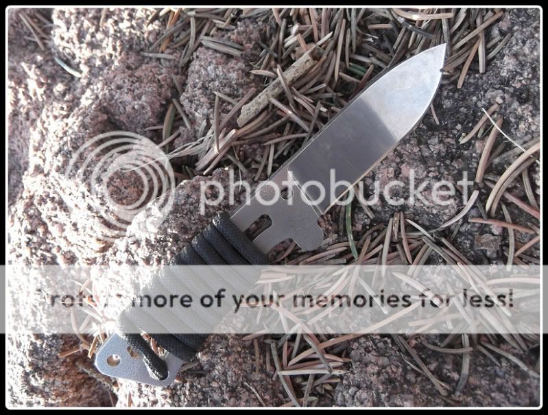 Remora1.jpg