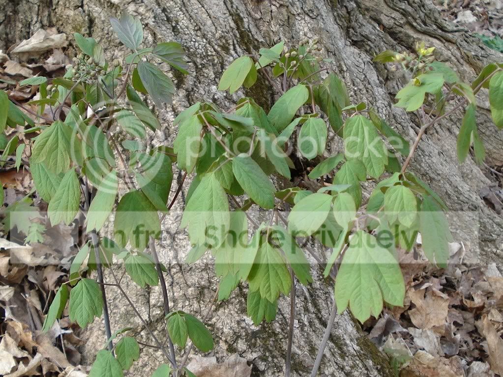BlueCohosh.jpg
