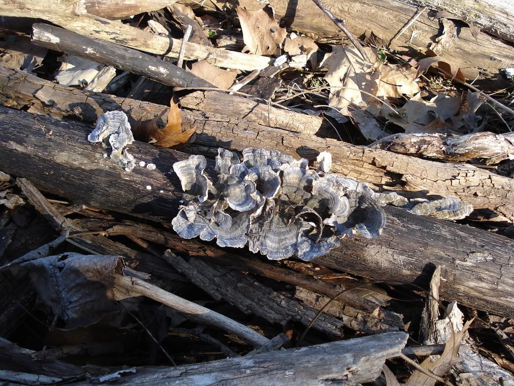 Fungus2.jpg