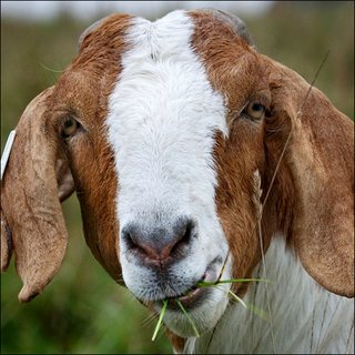 goat_eating_grass.jpg