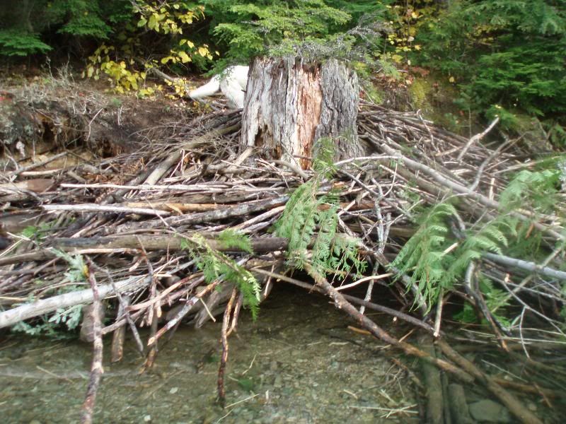 Oct2011042.jpg