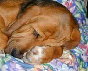 sleeping_dog.jpg