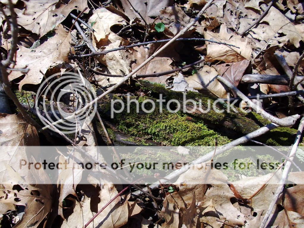 PICT0638.jpg