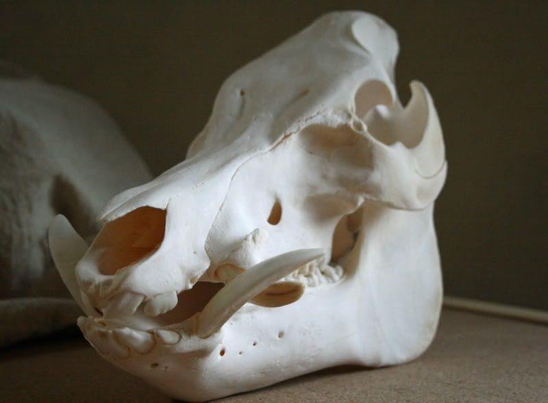 pig8.jpg