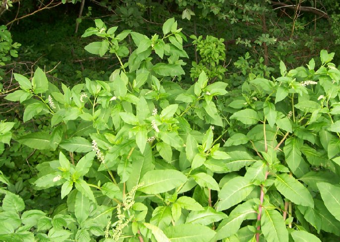 plant4.jpg