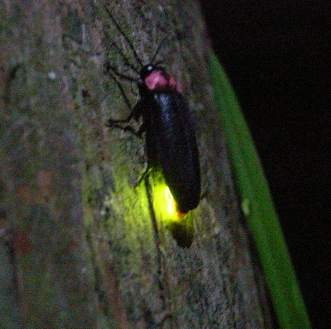 2009.06.08.R0018701.JPG
