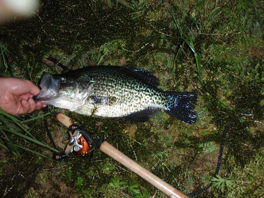 4-26-08largeblackcrappie.jpg