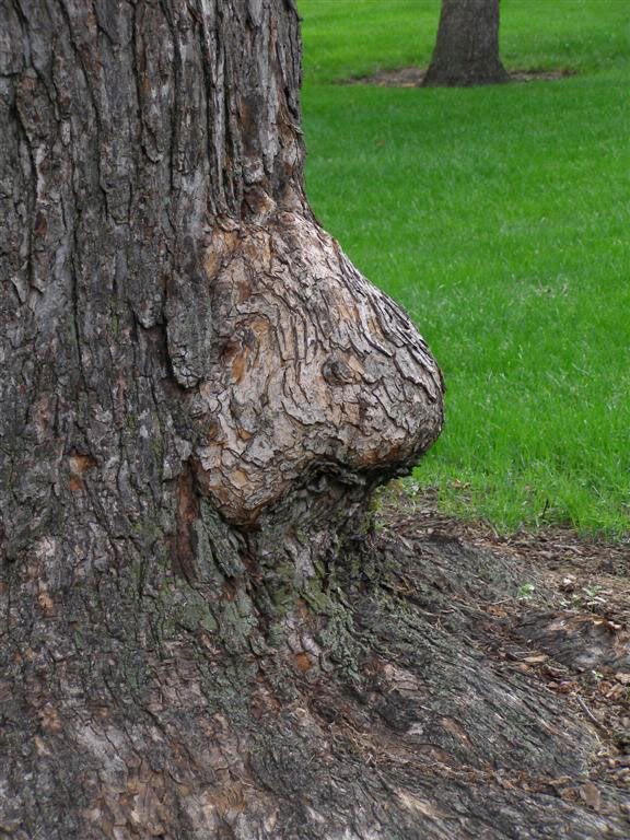 wuwt_burl.jpg