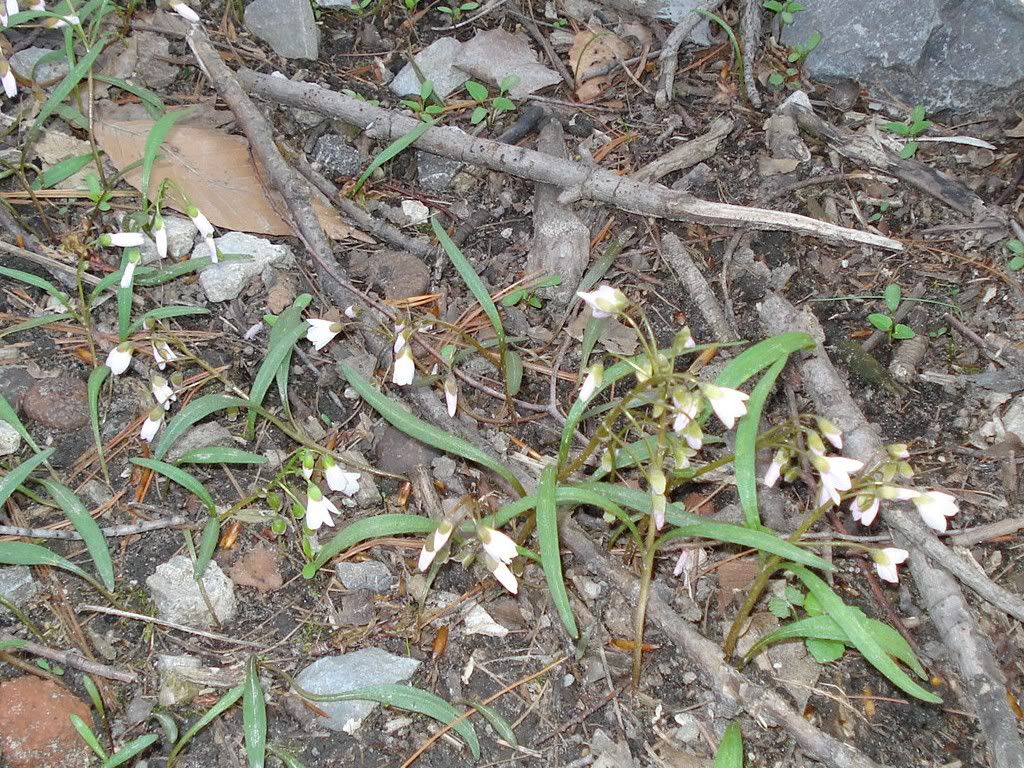 SpringBeauty.jpg