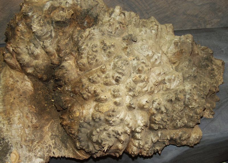 walnut001.jpg