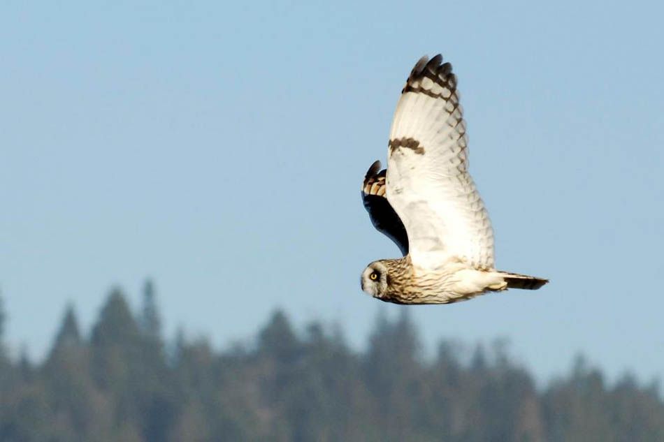 shortearedowl_zpsc6bd54d5.jpg