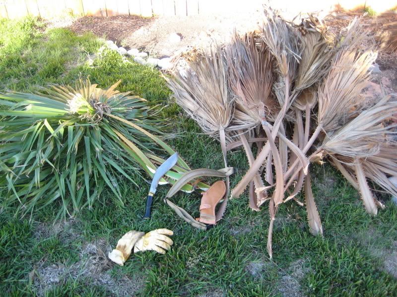 WWIIPalmTree006.jpg