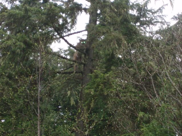 cougar12007.jpg