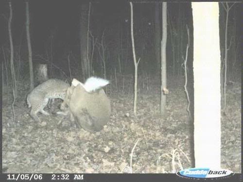 Bobcatattacksdeer.jpg
