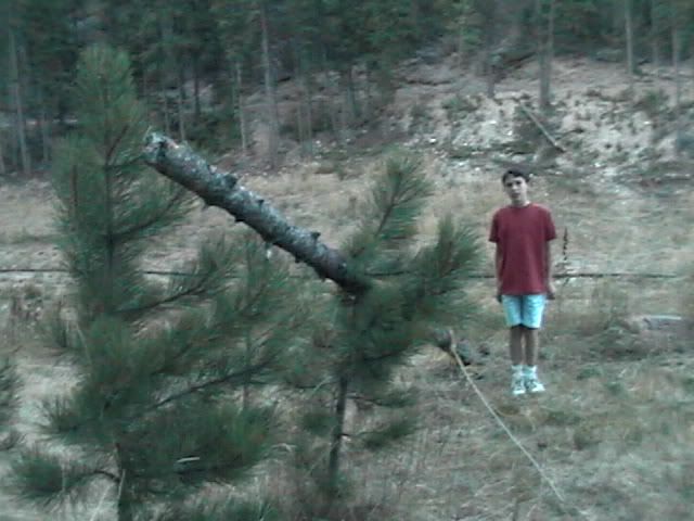 BDCfellsatree012.jpg