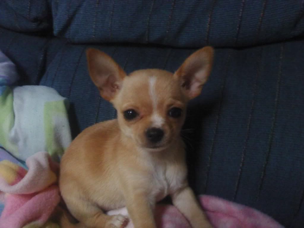 Anaat8or9weeksold.jpg