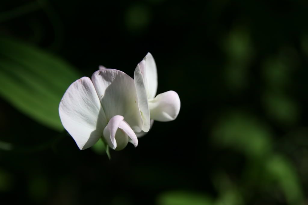 IMG_4325.jpg