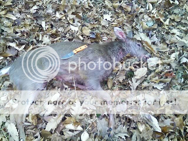 RAT33.jpg