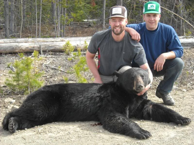 2010bear004.jpg