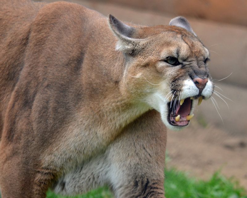 cougar-03_zpssywrb9c3.jpg