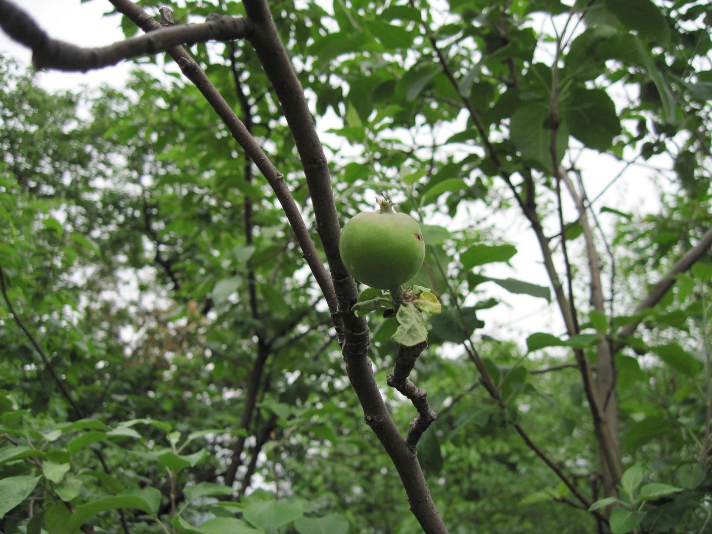 IMG_6067.jpg