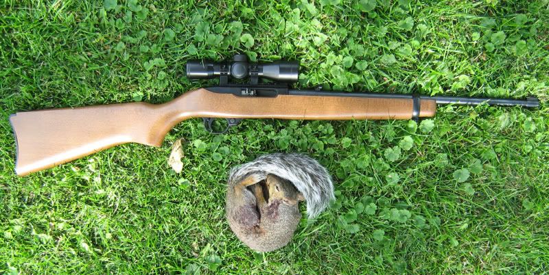 1022squirrel.jpg