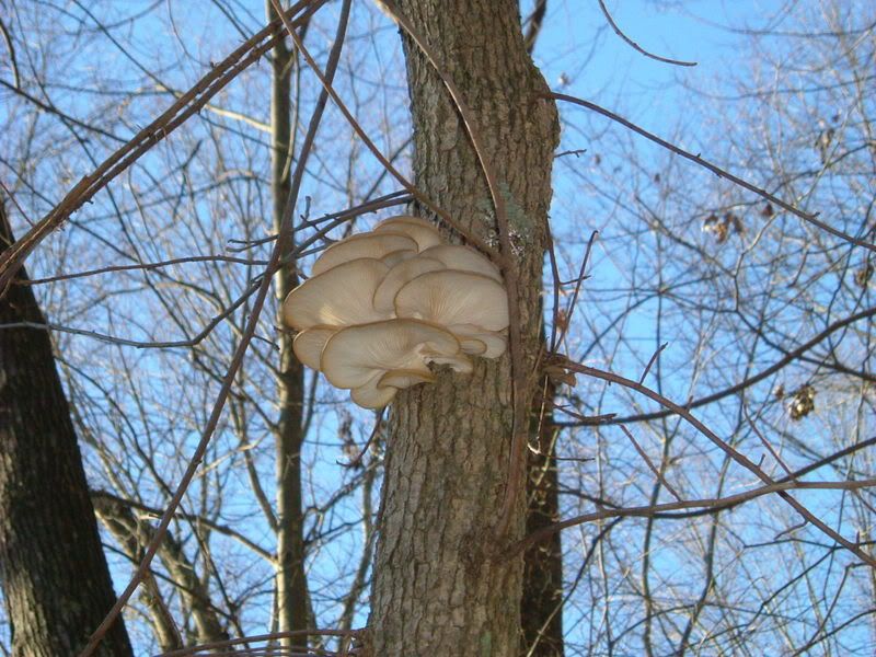2006_1117Image0027.jpg