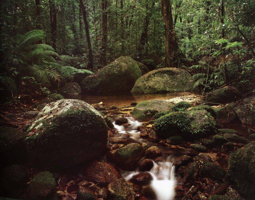 Daintree.jpg