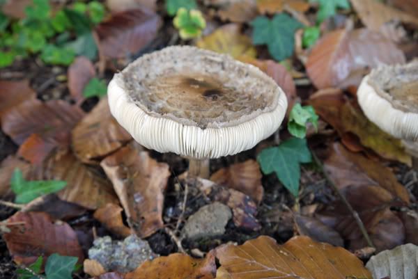 Wald6klein.jpg