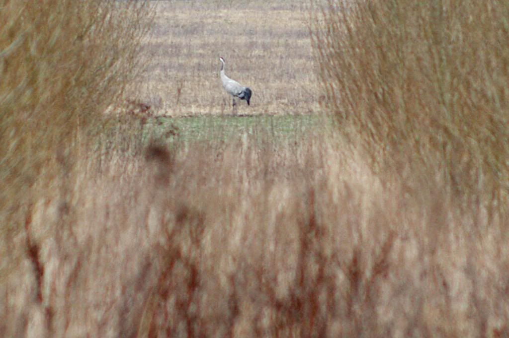 Kranich020314_zpsf05e68b5.jpg
