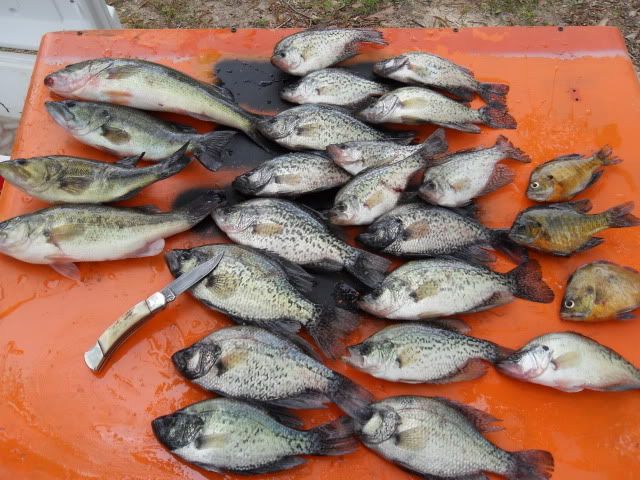 fish116.jpg