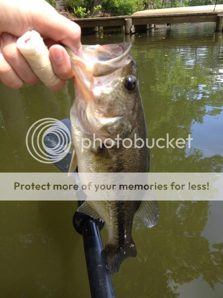 fish.jpg