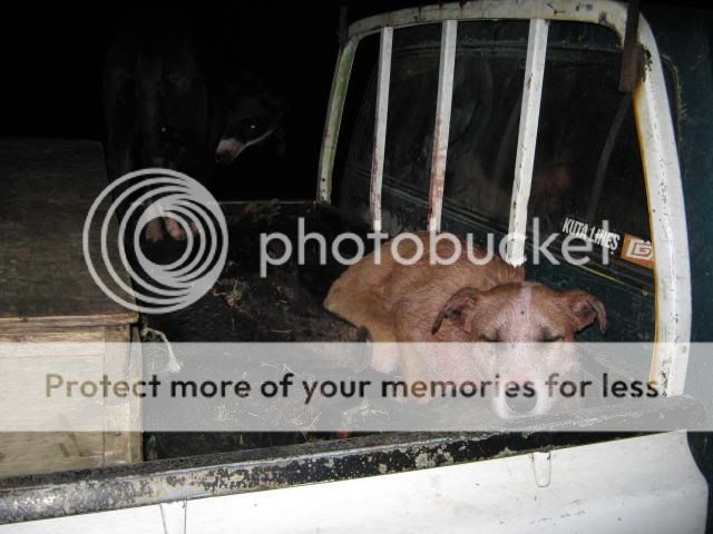 slabsanpigs011.jpg