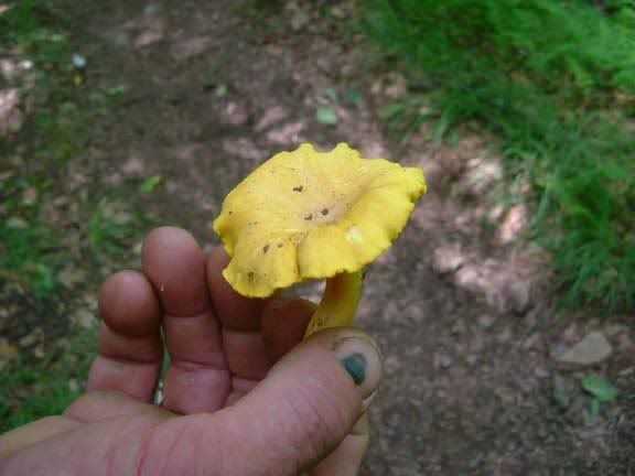 shrooms2.jpg