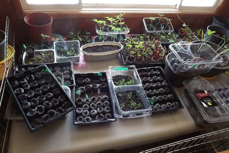 020%20PLANTINGS%201%20750%20MED_zpsusio3l7o.jpg