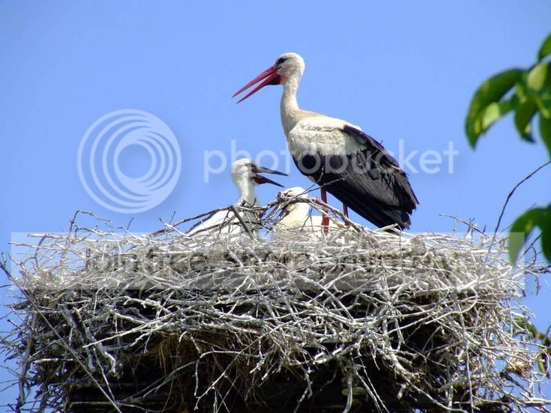 storks.jpg